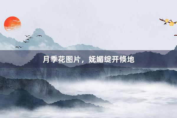 月季花图片,妩媚绽开倏地